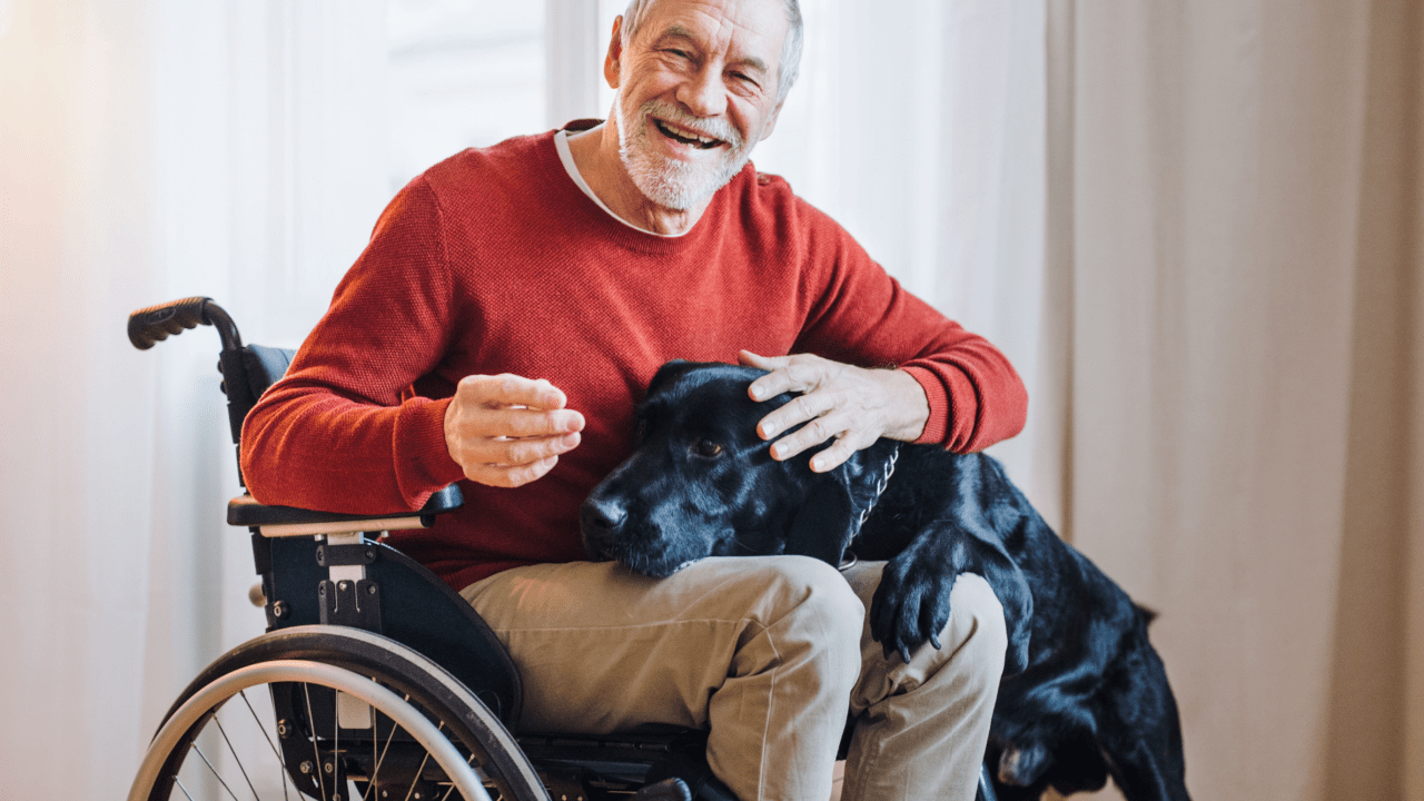 Senior man in wheelchair with service dog representing is it harder to get SSDI or SSI eligibility